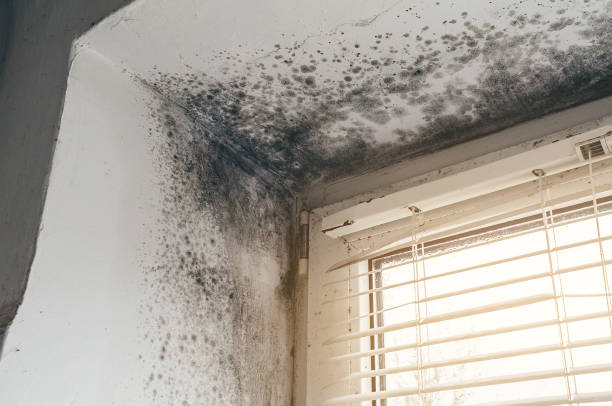 Affordable Attic Mold Remediation solutions in West Long Branch, NJ